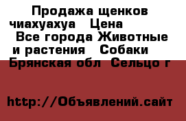 Продажа щенков чиахуахуа › Цена ­ 12 000 - Все города Животные и растения » Собаки   . Брянская обл.,Сельцо г.